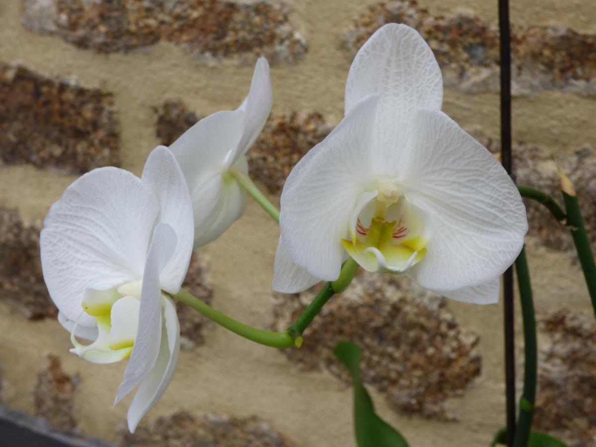 Chambres " Orchidees " Saint-Denis-de-Gastines Buitenkant foto